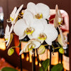 Schmetterlingsorchidee ‚Niagara Fall White' – Phalaenopsis – Ansicht 3