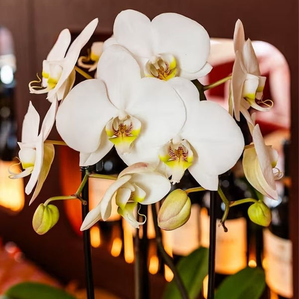 Schmetterlingsorchidee ‚Niagara Fall White' – Phalaenopsis – Ansicht 3