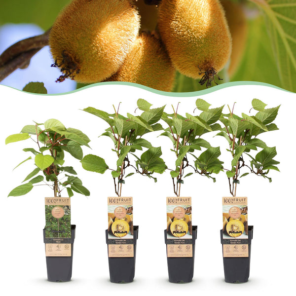 Kiwi ‚Weiki & Golden Kiwi' – Actinidia arguta