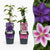 Clematis-Set „Duo Purple & Pink“ – Waldreben in Lila und Rosa – 2 Stück