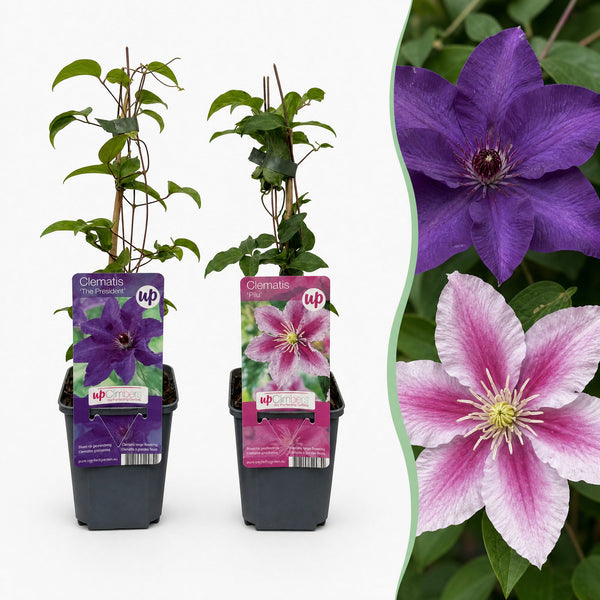 Clematis-Set „Duo Purple & Pink“ – Waldreben in Lila und Rosa – 2 Stück