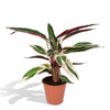 Korbmarante ‚Triostar' – Stromanthe sanguinea