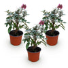 Schmetterlingsstrauch ‚Butterfly Candy Little Ruby' – Buddleja davidii – Ansicht 2