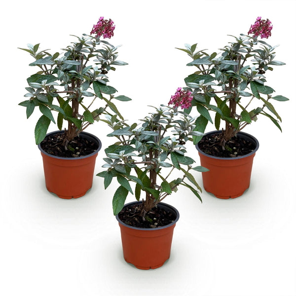 Schmetterlingsstrauch ‚Butterfly Candy Little Ruby' – Buddleja davidii – Ansicht 2