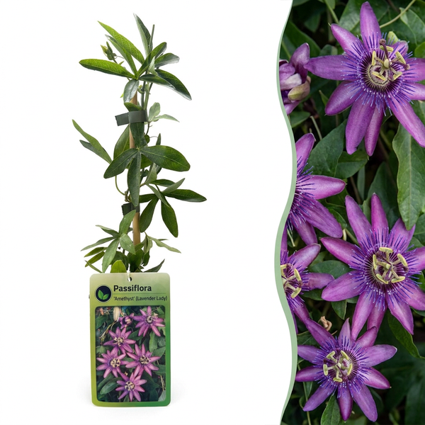 Passionsblume ‚Lavender Lady' – Passiflora