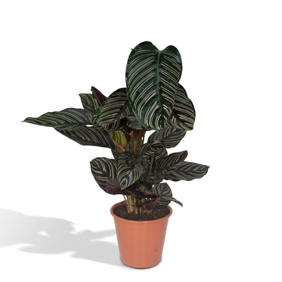 Korbmarante – Calathea ornata