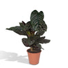 Korbmarante – Calathea ornata – Ø 19 cm · 75 cm