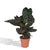 Korbmarante – Calathea ornata – Ø 19 cm · 75 cm