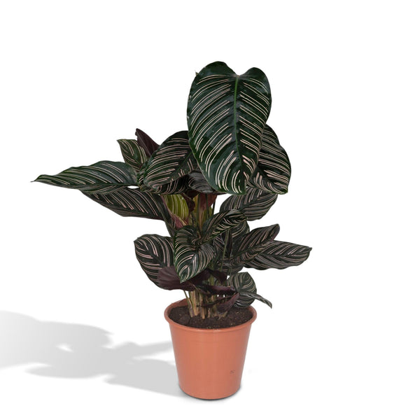 Korbmarante – Calathea ornata – Ø 19 cm · 75 cm