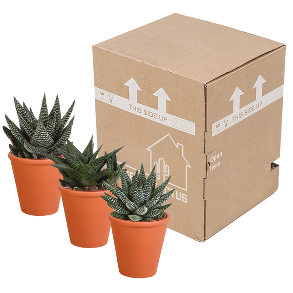 Sukkulenten-Set „Gasteria & Haworthia“ – 3 Sukkulenten – Ansicht 9