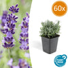 Lavendel ‚Hidcote' – Lavandula angustifolia