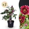 Lenzrose ‚Double Ellen Red' – Helleborus orientalis