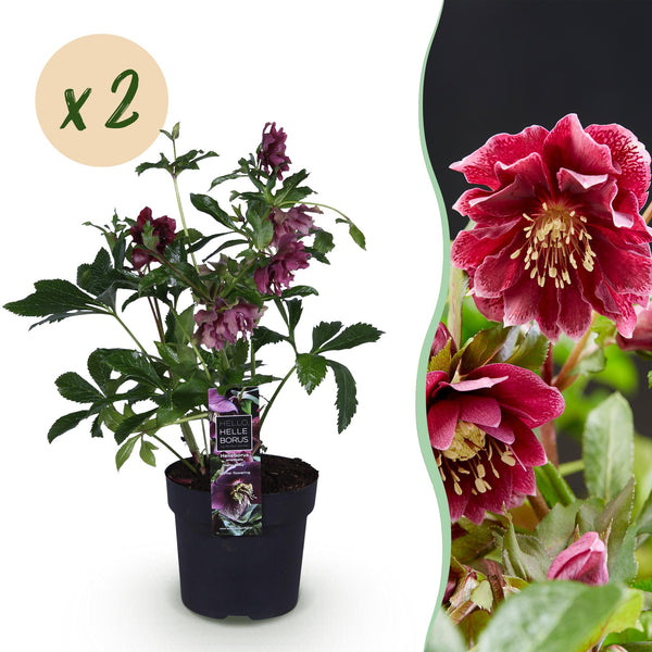 Lenzrose ‚Double Ellen Red' – Helleborus orientalis