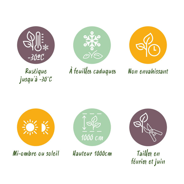 Hainbuche – Carpinus betulus – Ansicht 7