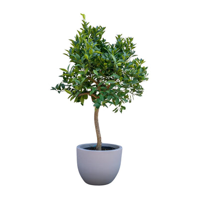 Orangenbaum – Citrus sinensis