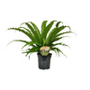 Nestfarn ‚Osaka' – Asplenium antiquum – Ø 17 cm · 40 cm
