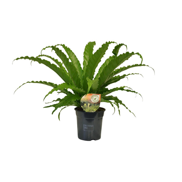 Nestfarn ‚Osaka' – Asplenium antiquum – Ø 17 cm · 40 cm