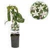 Immergrüne Waldrebe ‚Apple Blossom' – Clematis armandii – Ø 11 cm · 40 cm