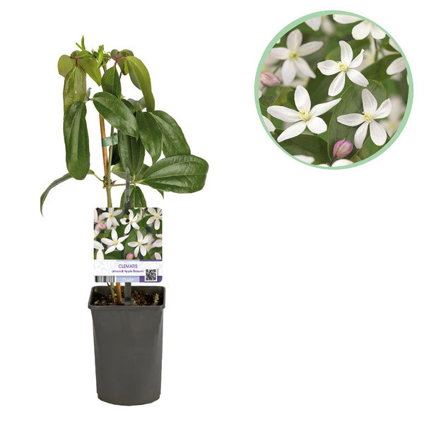 Immergrüne Waldrebe ‚Apple Blossom' – Clematis armandii – Ø 11 cm · 40 cm