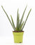 Aloe vera – Ø 12 cm · 40 cm