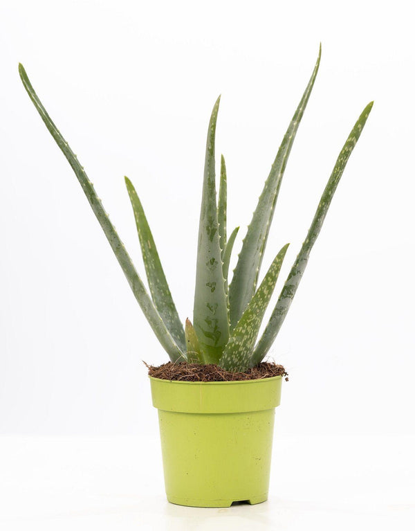 Aloe vera – Ø 12 cm · 40 cm