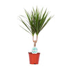 Drachenbaum – Dracaena marginata