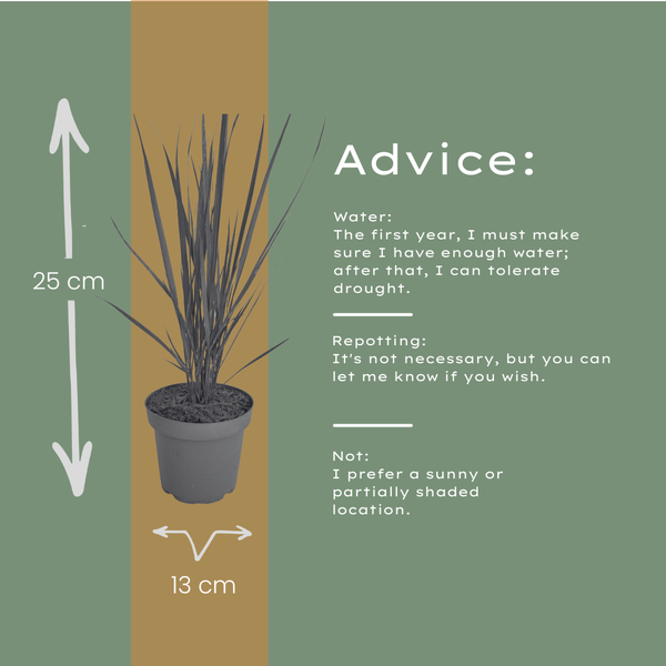 Rutenhirse ‚Northwind' – Panicum virgatum – Ansicht 7