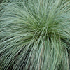 Neuseeland-Segge ‚Frosted Curls' – Carex comans – Ansicht 4