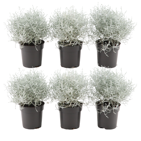 Silberstrauch – Calocephalus brownii – Ansicht 2