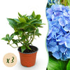 Hortensie – Hydrangea macrophylla