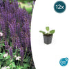 Steppensalbei ‚Mainacht' – Salvia nemorosa