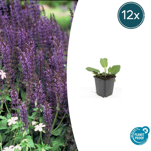 Steppensalbei ‚Mainacht' – Salvia nemorosa