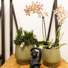 Schmetterlingsorchidee ‚Diamond Spider‘ – Phalaenopsis – Ansicht 9