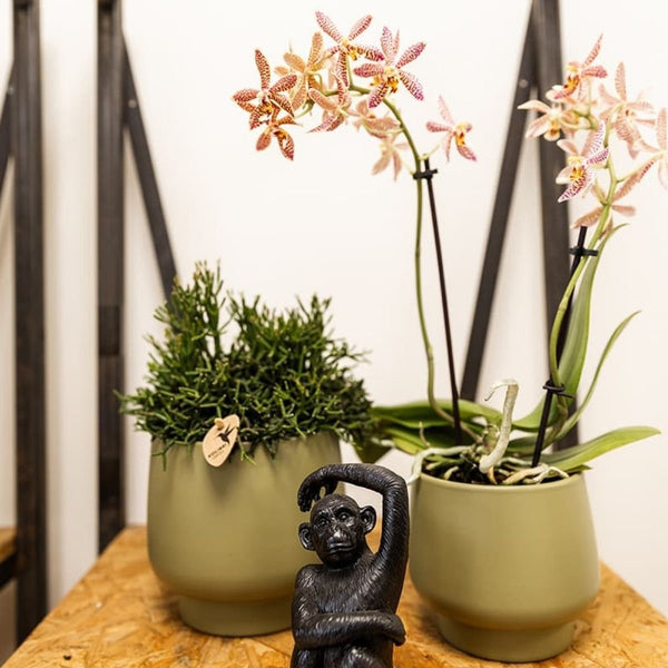 Schmetterlingsorchidee ‚Diamond Spider‘ – Phalaenopsis – Ansicht 9