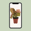 Purpurtute ‚Neon' – Syngonium podophyllum – Ansicht 4