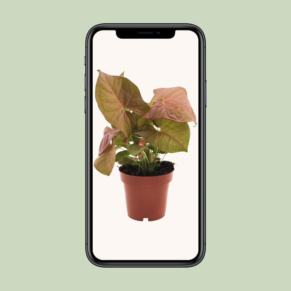 Purpurtute ‚Neon' – Syngonium podophyllum – Ansicht 4