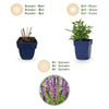 Steppensalbei ‚Sensation Deep Pink' – Salvia nemorosa – Ansicht 4