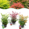 Himmelsbambus-Set „Tricolour" – Nandina domestica in Gelb, Rot & Orange