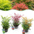 Himmelsbambus-Set „Tricolour" – Nandina domestica in Gelb, Rot & Orange