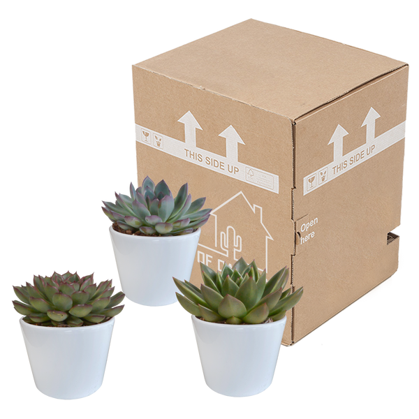 Sukkulenten-Set „Echeverie-Mischung“ – 3 Echeveria – Ansicht 3