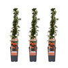 Feuerdorn ‚Orange Glow' – Pyracantha