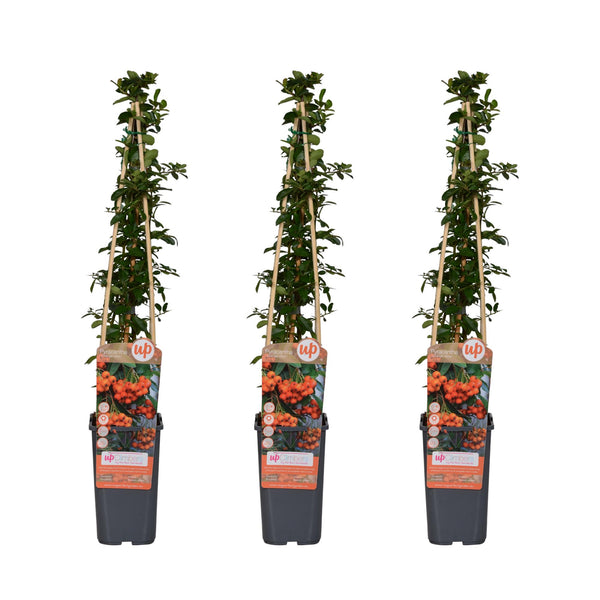 Feuerdorn ‚Orange Glow' – Pyracantha