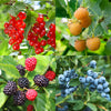 Obst-Set „Beerenmix – Ansicht 4