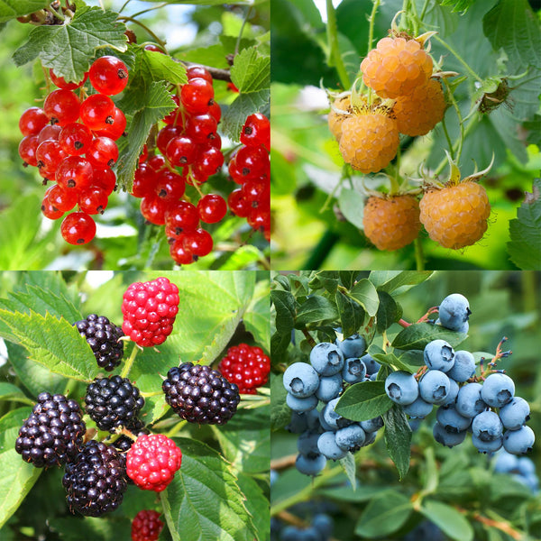 Obst-Set „Beerenmix – Ansicht 4