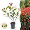 Glanzmispel ‚Carre Rouge' – Photinia × fraseri