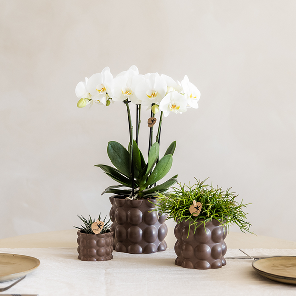 Pflanzenset „Cotton" – Grünpflanzen mit weißer Phalaenopsis ‚Ghent' – Ansicht 4
