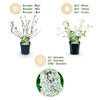 Schmetterlingsstrauch ‚White Profusion' – Buddleja davidii – Ansicht 6