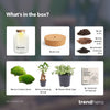 Terrarium-Set „Little Milky Bonsai" – DIY-Pflanzenterrarium mit Licht
