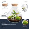 Flaschengarten-Set „Sammie" – DIY-Terrarium mit Calathea – Ansicht 2