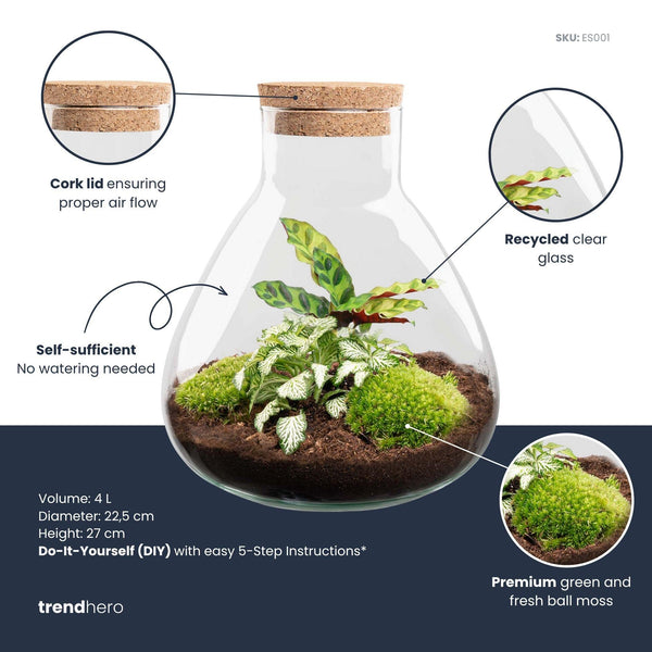 Flaschengarten-Set „Sammie" – DIY-Terrarium mit Calathea – Ansicht 2